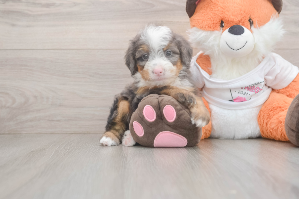 Energetic Mini Bernadoodle Poodle Mix Puppy