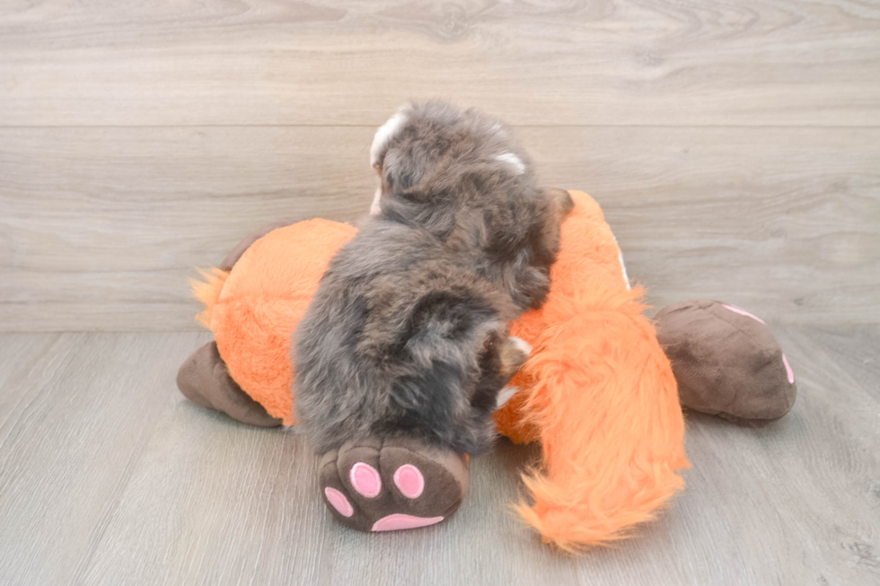 Mini Bernedoodle Pup Being Cute