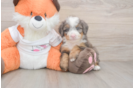Best Mini Bernedoodle Baby