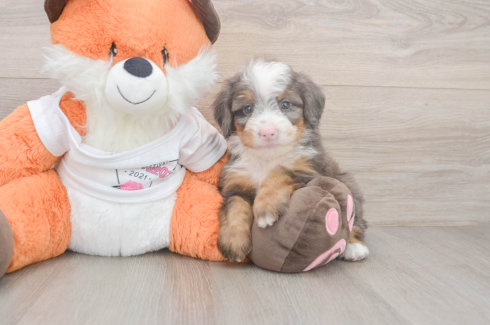 5 week old Mini Bernedoodle Puppy For Sale - Premier Pups