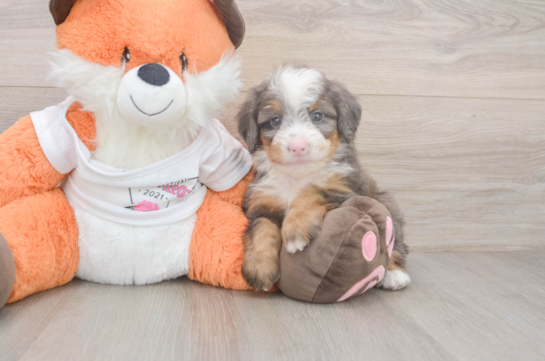 Best Mini Bernedoodle Baby