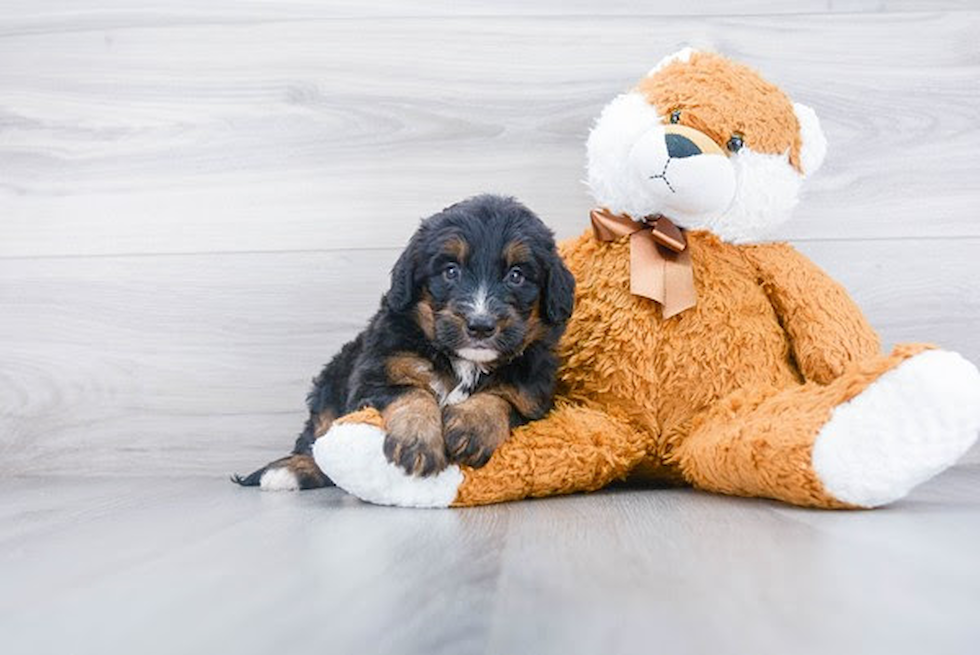 Adorable Mini Berniedoodle Poodle Mix Puppy