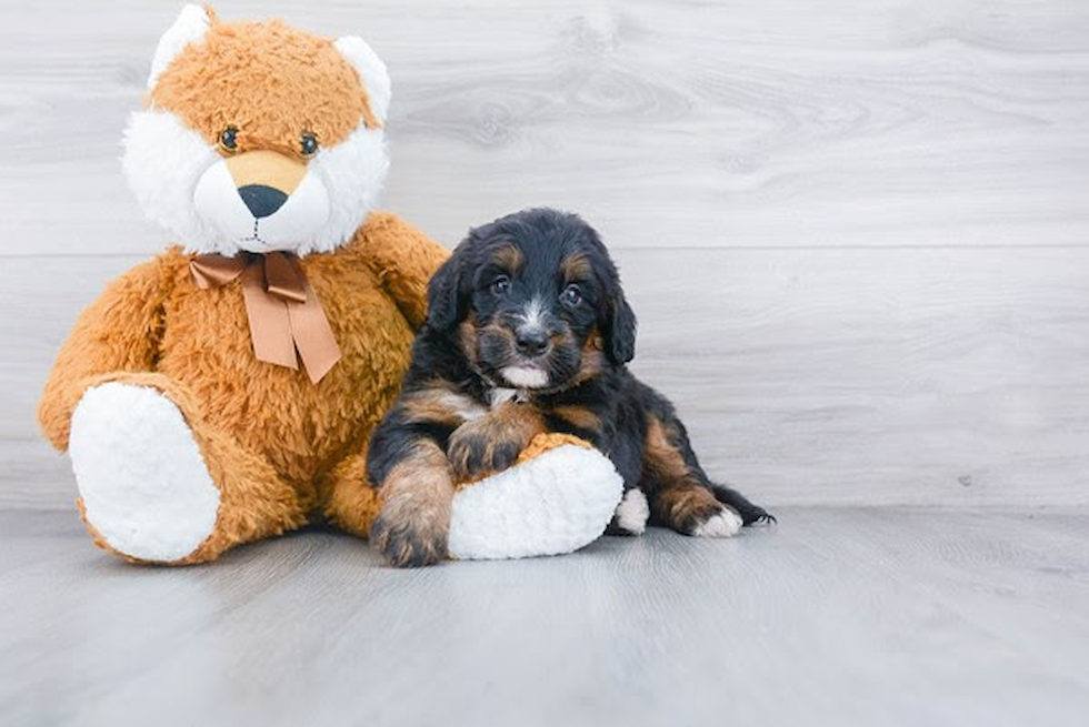 Smart Mini Bernedoodle Poodle Mix Pup