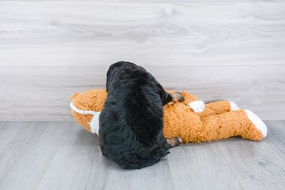 Best Mini Bernedoodle Baby