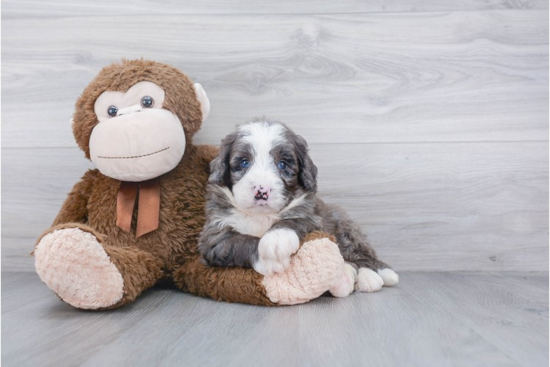 Mini Bernedoodle Puppy for Adoption