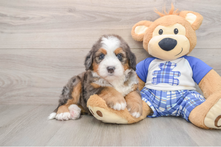Mini Bernedoodle Pup Being Cute