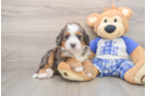 Mini Bernedoodle Pup Being Cute
