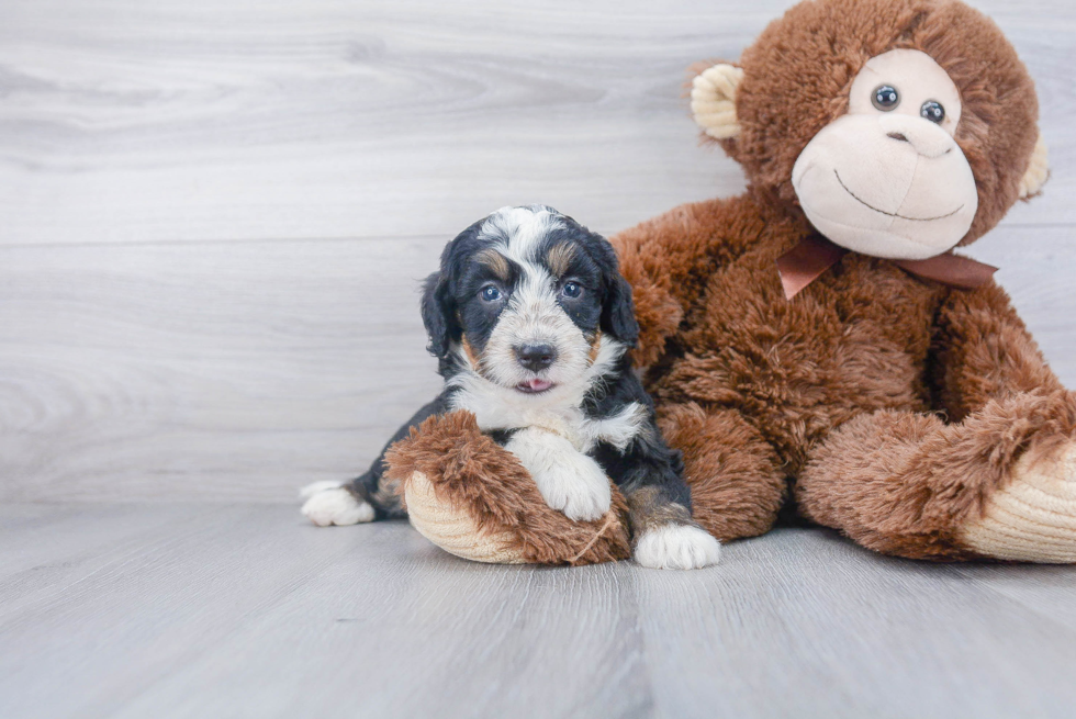 Mini Bernedoodle Puppy for Adoption