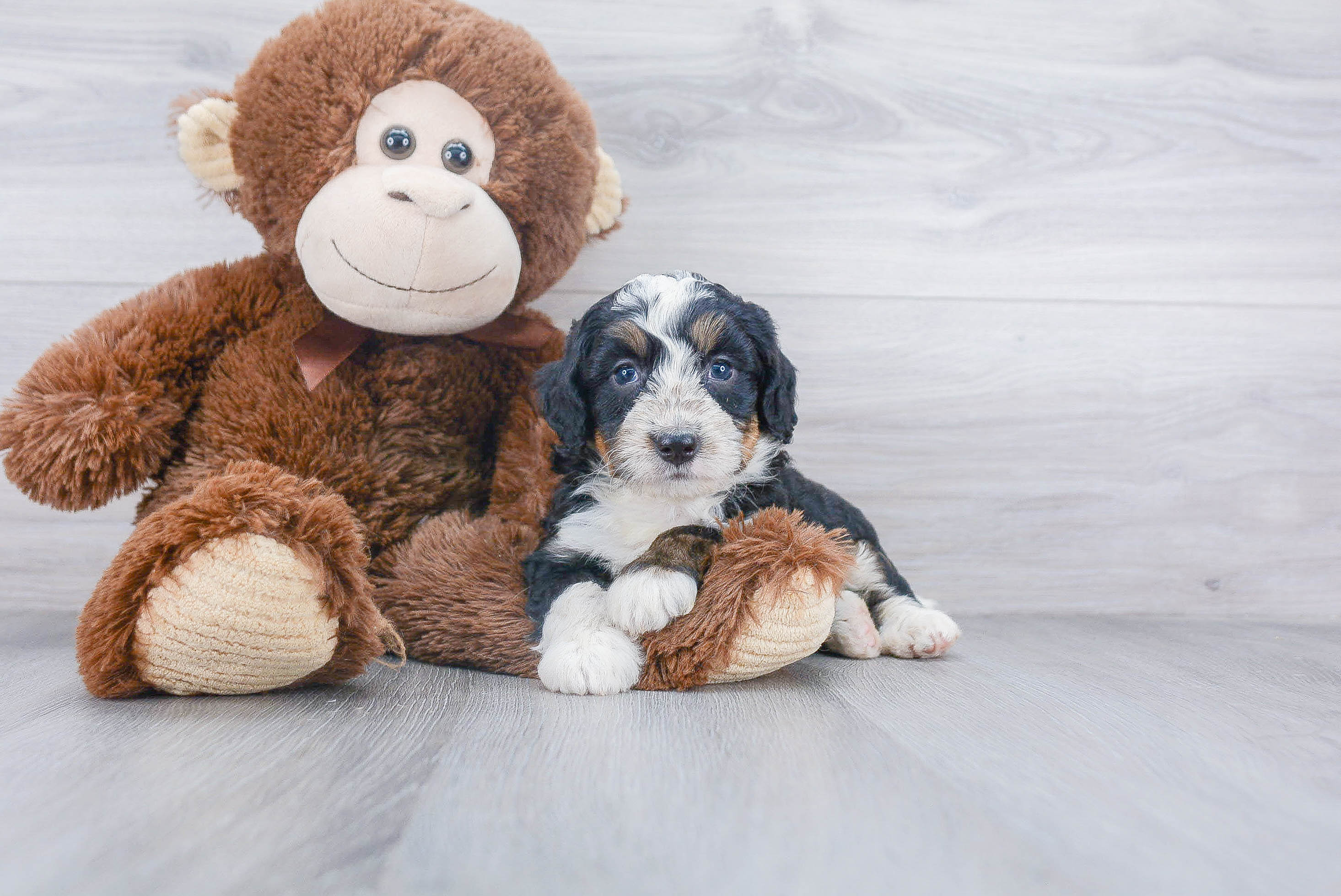 Petite Mini Bernedoodle Poodle Mix Pup