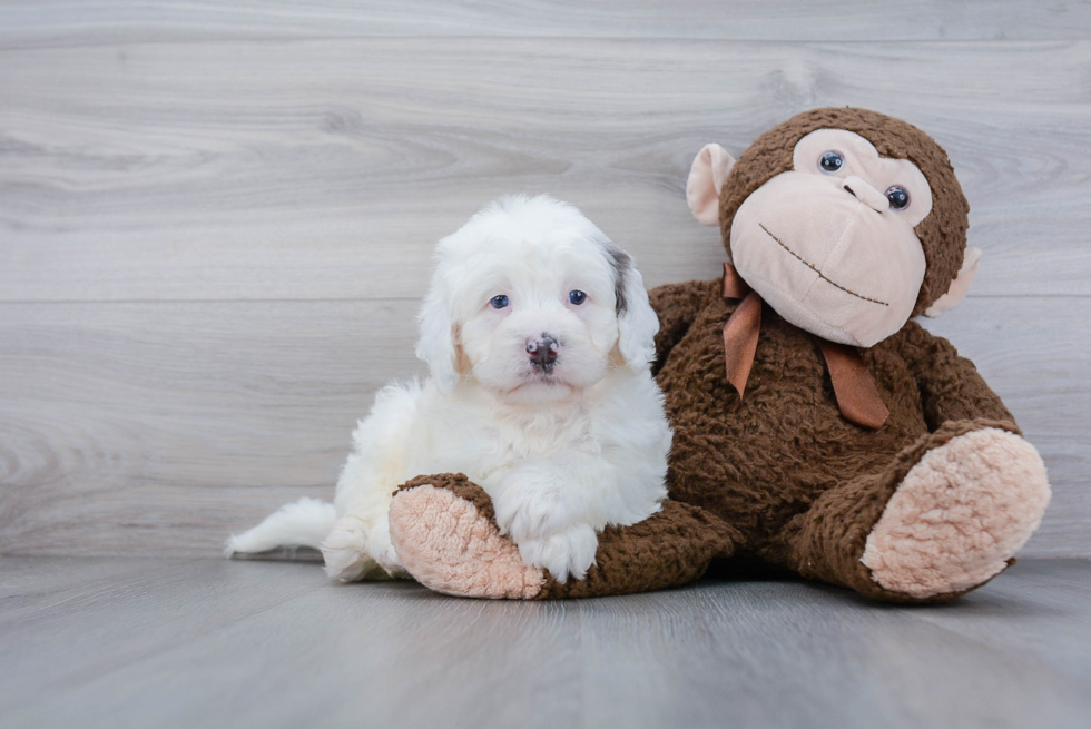 Best Mini Bernedoodle Baby