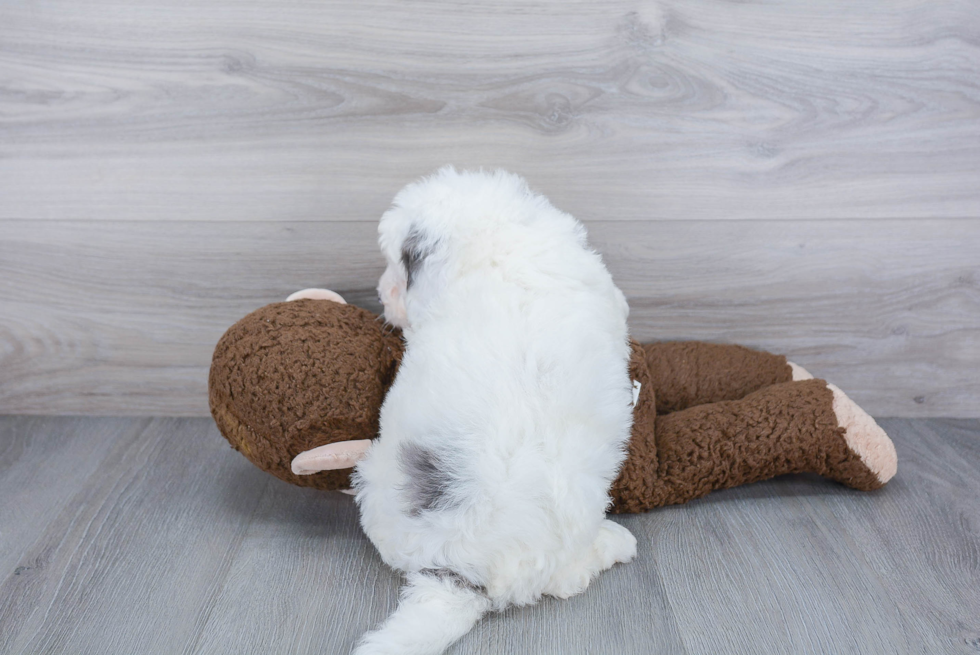 Energetic Mini Berniedoodle Poodle Mix Puppy