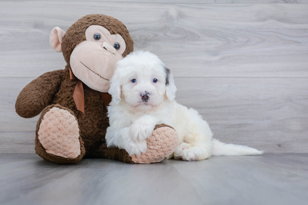 Playful Mini Berniedoodle Poodle Mix Puppy