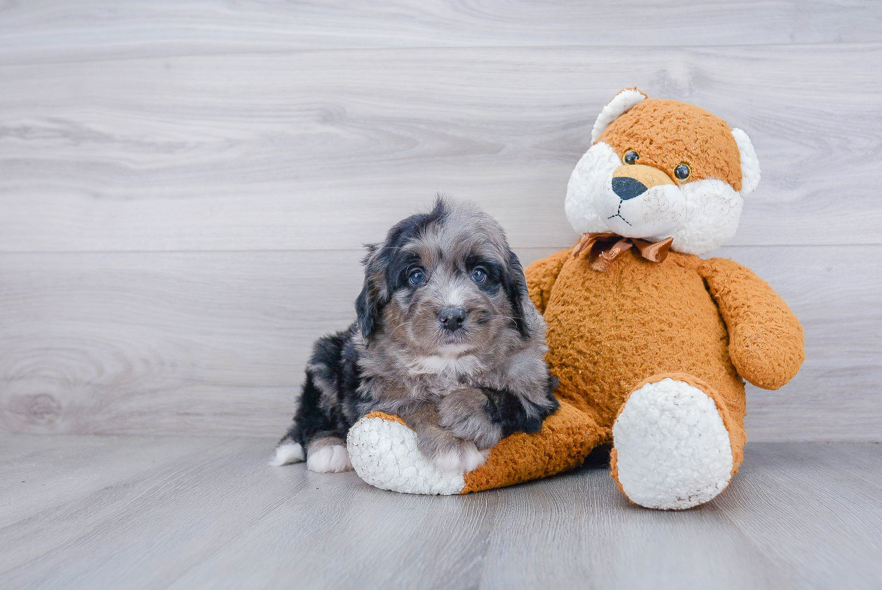 Fluffy Mini Bernedoodle Poodle Mix Pup