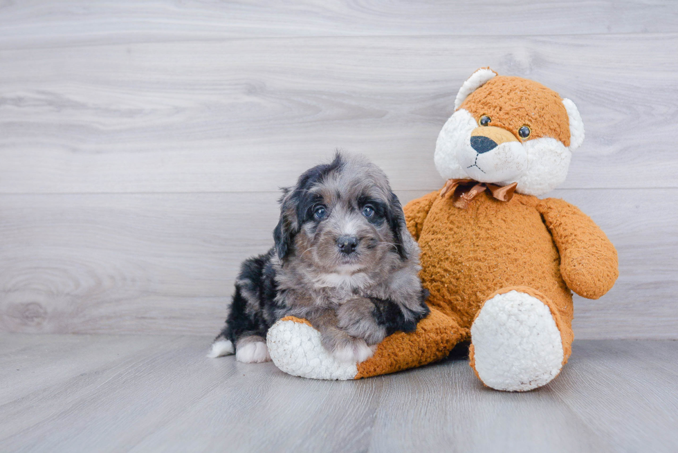 Fluffy Mini Bernedoodle Poodle Mix Pup