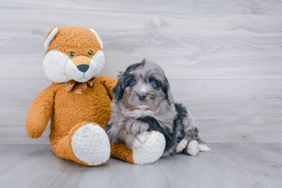 Sweet Mini Bernedoodle Baby