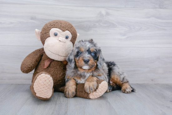 Mini Bernedoodle Puppy for Adoption