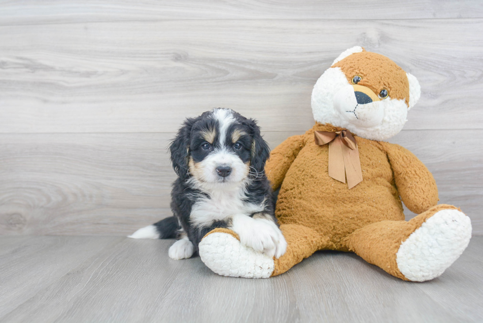 Best Mini Bernedoodle Baby