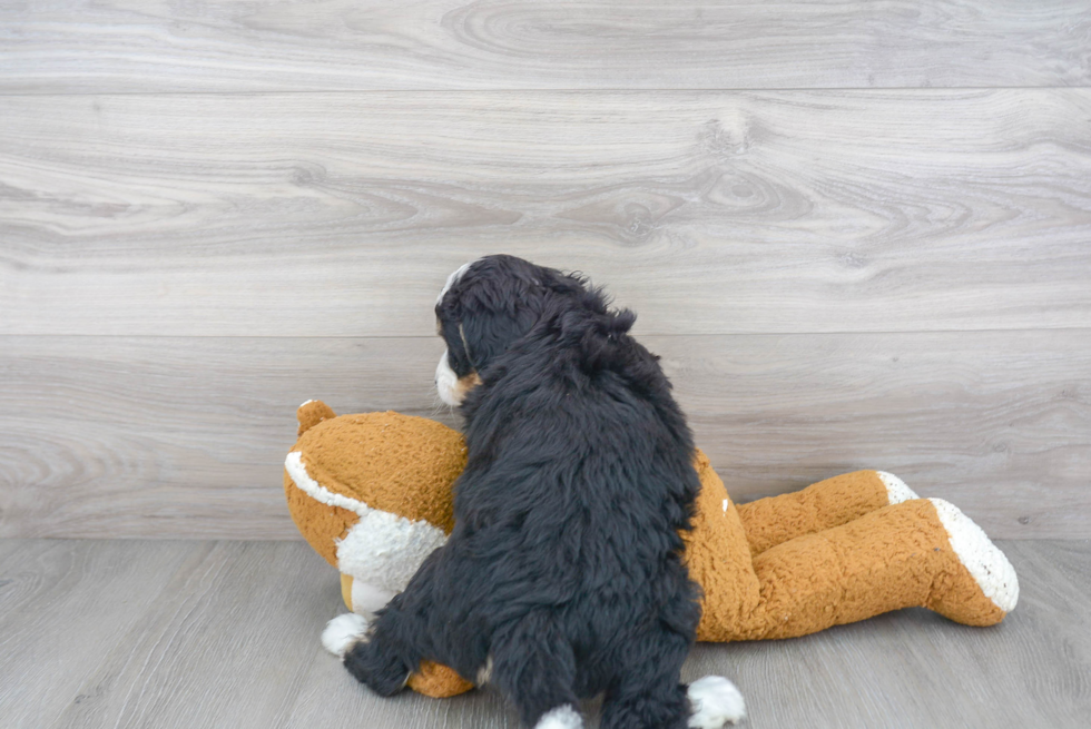 Energetic Bernadoodle Poodle Mix Puppy