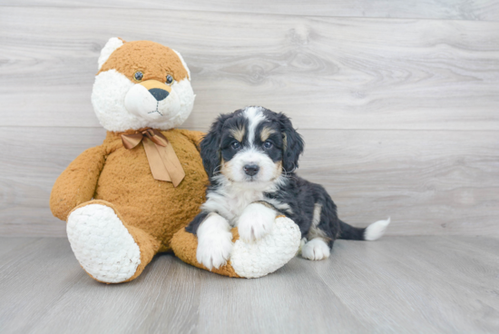 Sweet Mini Bernedoodle Baby