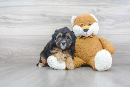 Little Bernadoodle Poodle Mix Puppy