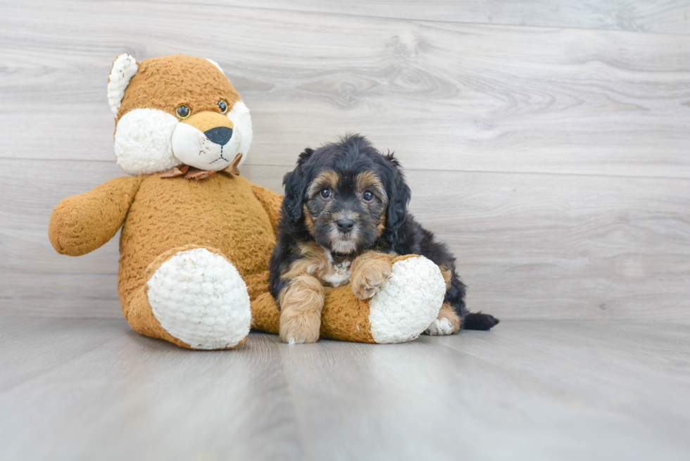 Small Mini Bernedoodle Baby