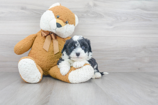 Popular Mini Bernedoodle Poodle Mix Pup