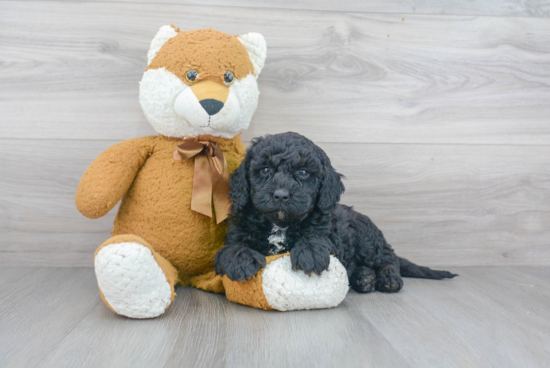 Mini Bernedoodle Puppy for Adoption