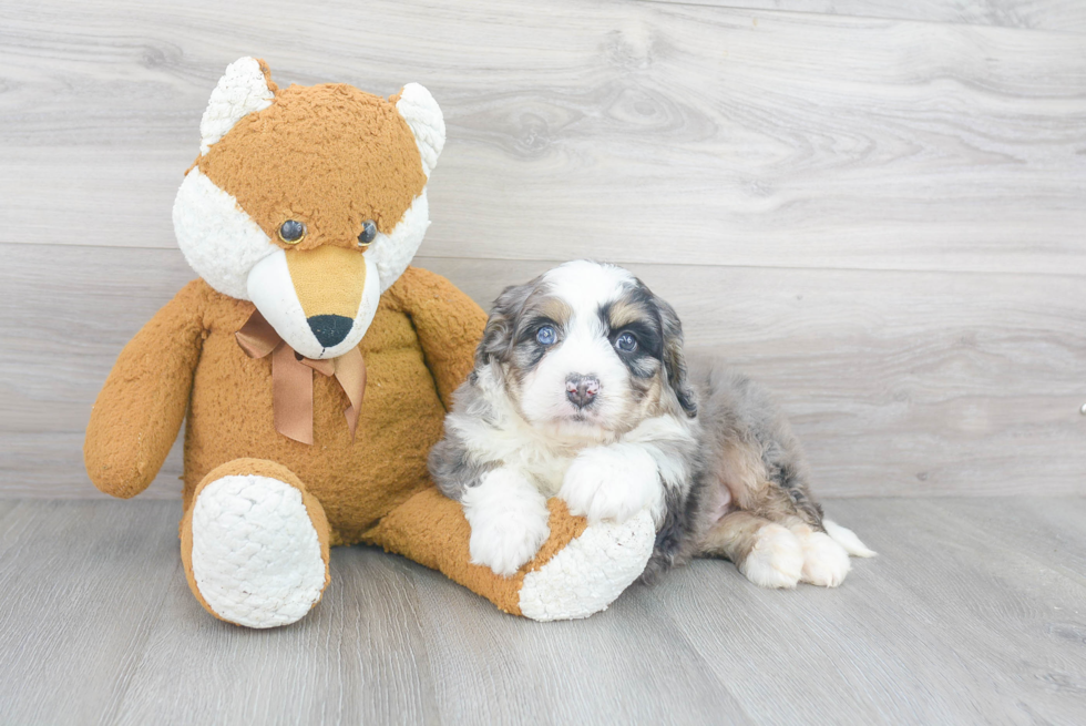 Hypoallergenic Mini Berniedoodle Poodle Mix Puppy