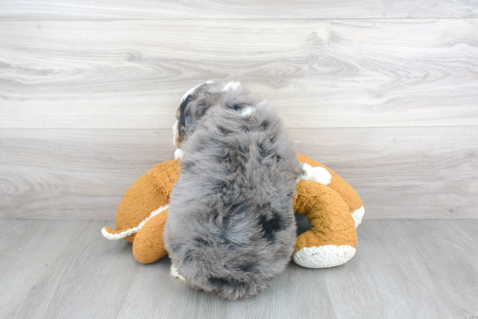 Mini Bernedoodle Pup Being Cute