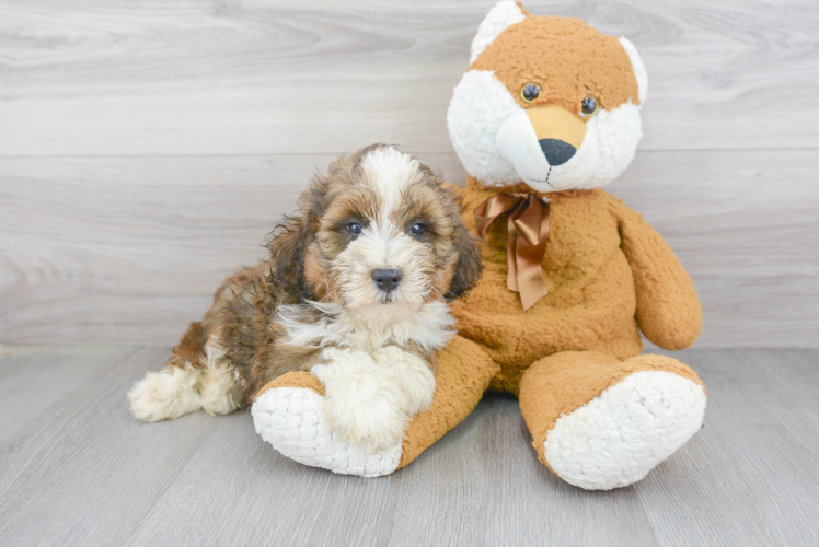 Best Mini Bernedoodle Baby