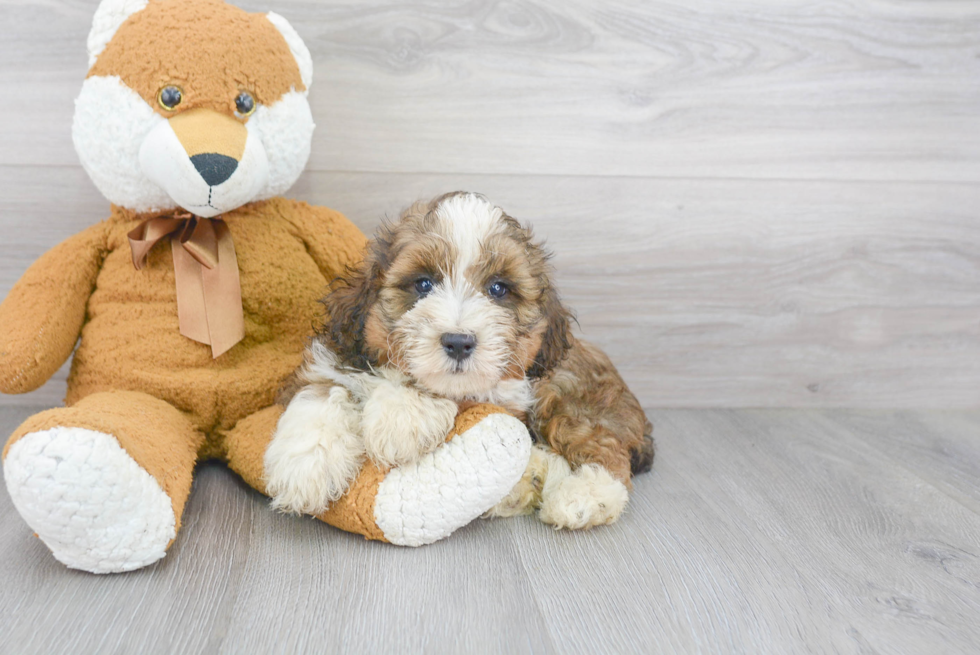 Best Mini Bernedoodle Baby