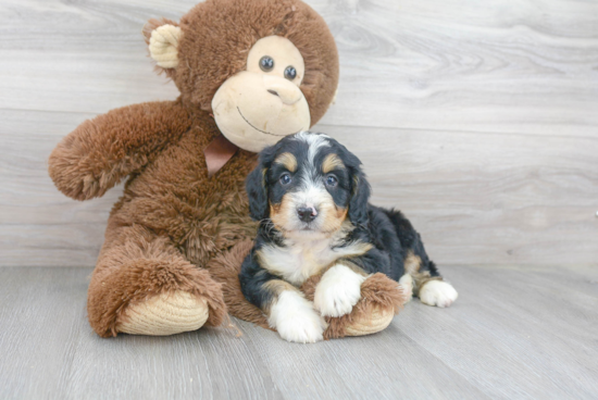 Happy Mini Bernedoodle Baby