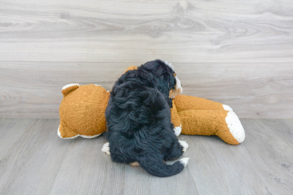 Best Mini Bernedoodle Baby