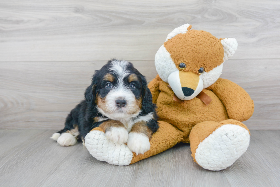 Petite Mini Bernedoodle Poodle Mix Pup