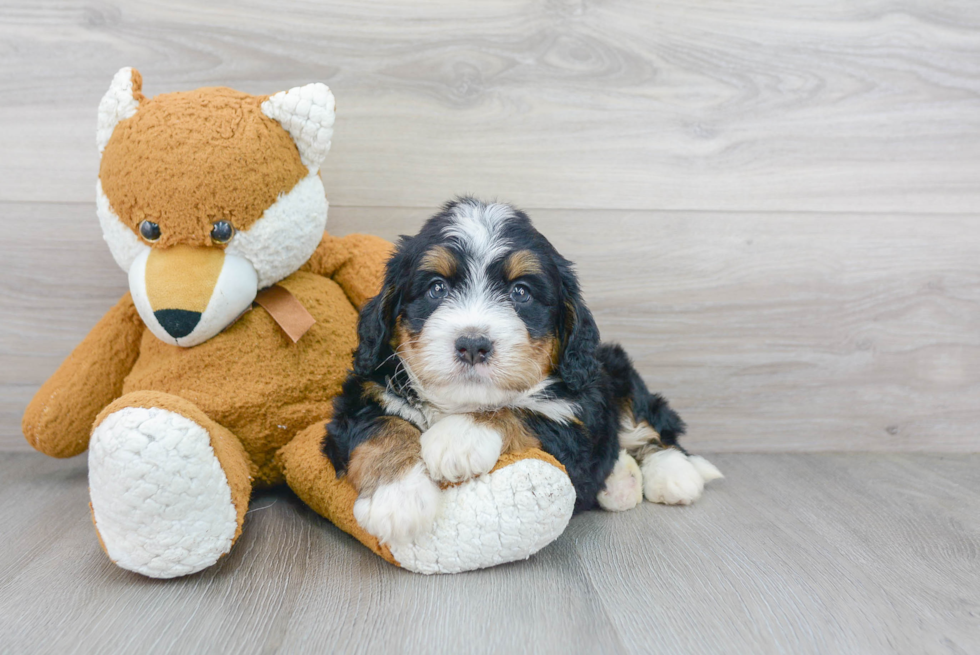 Best Mini Bernedoodle Baby