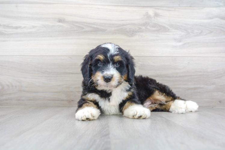 Sweet Mini Bernedoodle Baby