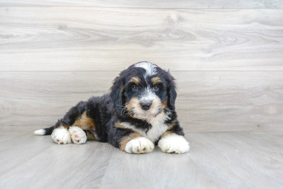 Small Mini Bernedoodle Baby