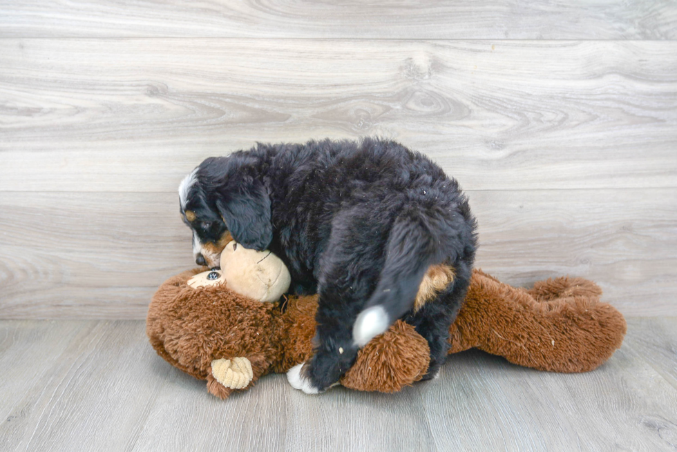 Popular Mini Bernedoodle Poodle Mix Pup