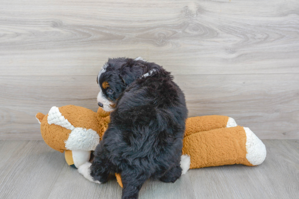 Mini Bernedoodle Pup Being Cute