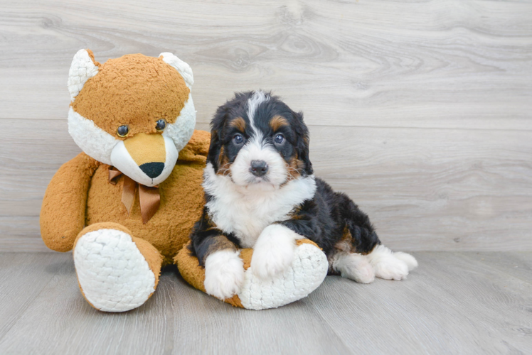 Mini Bernedoodle Pup Being Cute