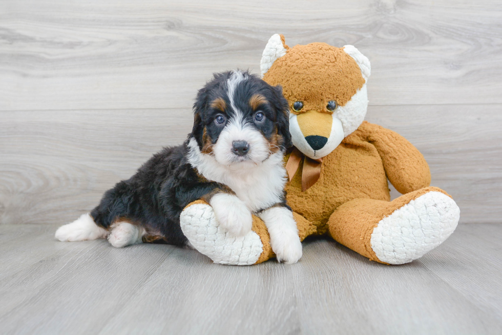 Smart Mini Bernedoodle Poodle Mix Pup