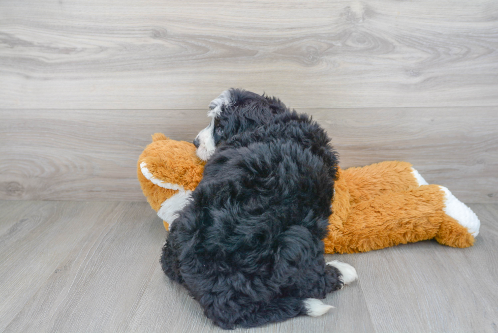 Happy Mini Bernedoodle Baby