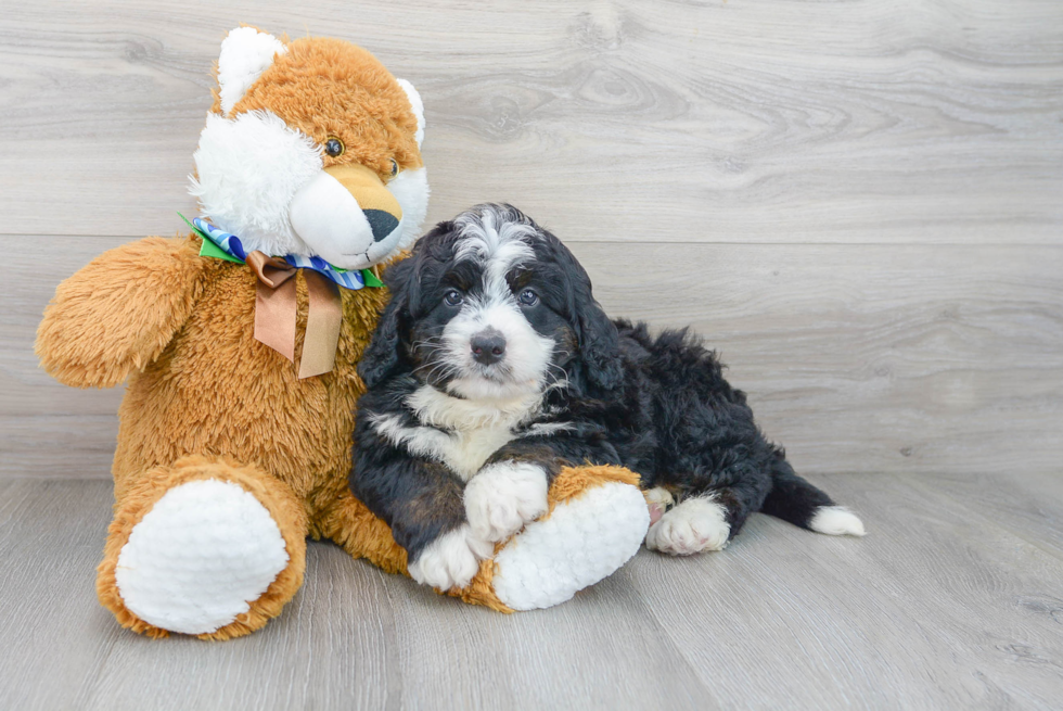 Playful Bernadoodle Poodle Mix Puppy