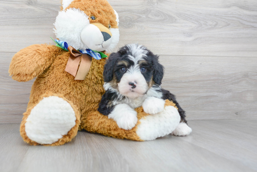 Mini Bernedoodle Pup Being Cute