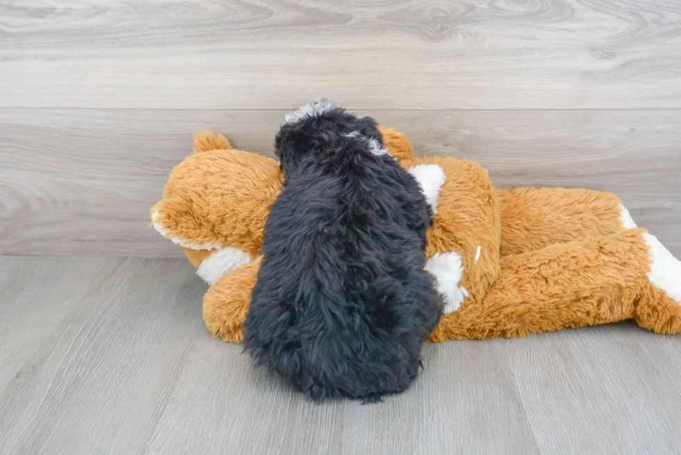 Funny Mini Bernedoodle Poodle Mix Pup