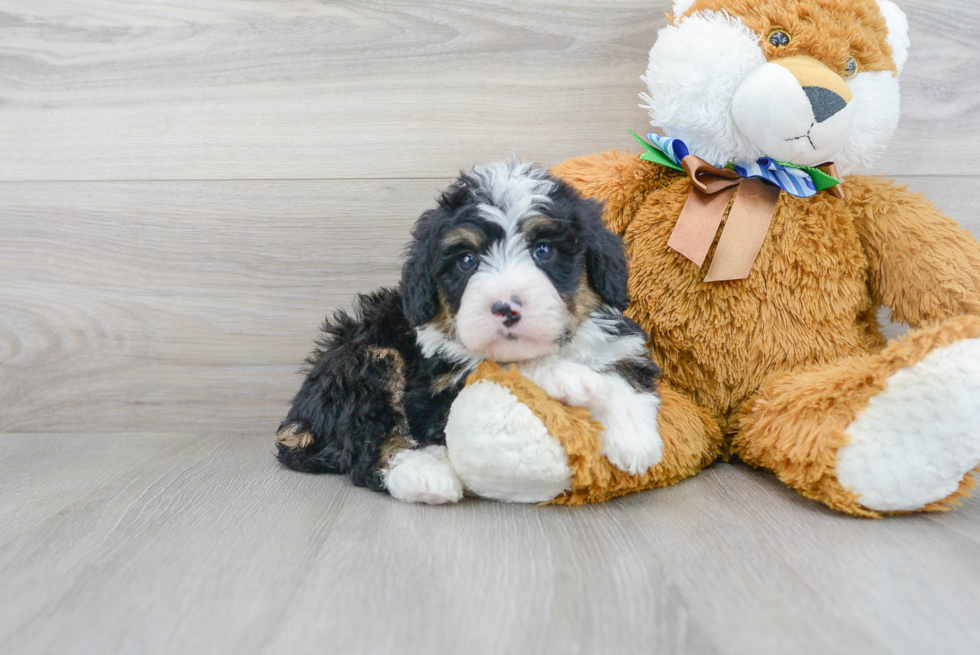 Fluffy Mini Bernedoodle Poodle Mix Pup