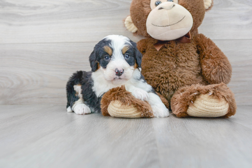 Popular Mini Bernedoodle Poodle Mix Pup