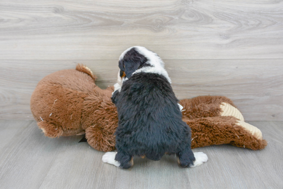 Popular Mini Bernedoodle Poodle Mix Pup