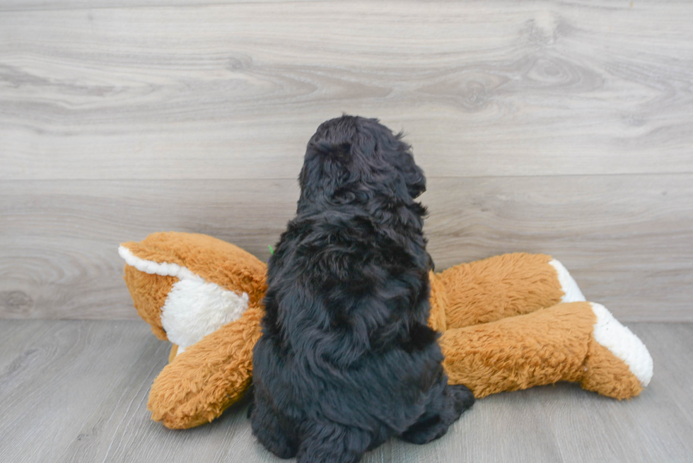 Mini Bernedoodle Pup Being Cute