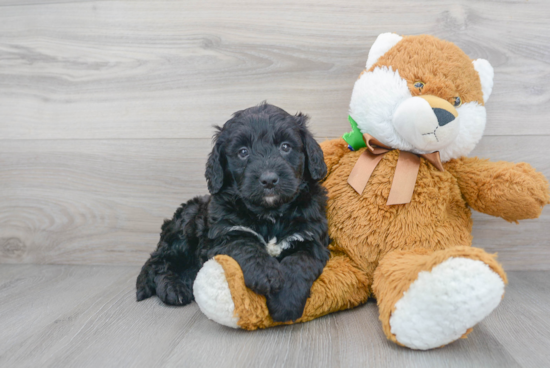 Mini Bernedoodle Puppy for Adoption